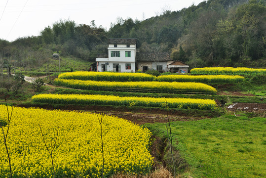 桃花 桃樹 油菜花