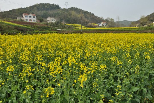 桃花 桃樹 油菜花