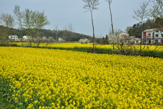 桃花 桃樹 油菜花