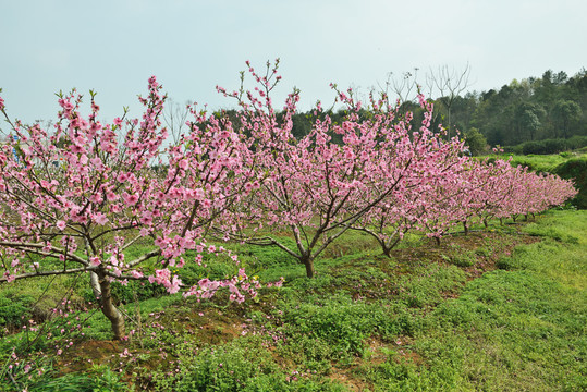 桃花 桃樹 桃園 鮮花