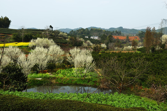 桃花 桃樹 桃園 鮮花