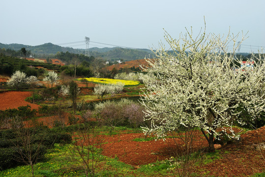 桃花 桃樹 桃園 鮮花