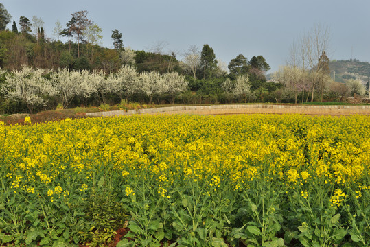 油菜花 李花