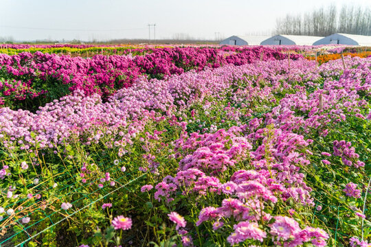 花田