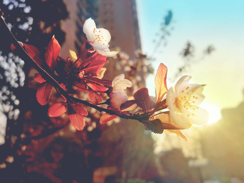 紅葉李