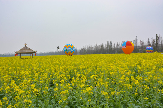 珠海斗門十里蓮江 油菜花