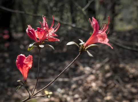 杜鵑花