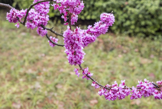 紫荊花