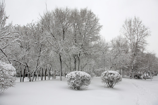 冬雪 冰雪 樹掛 霧凇