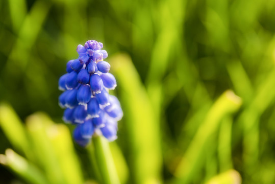 風(fēng)信子 花卉