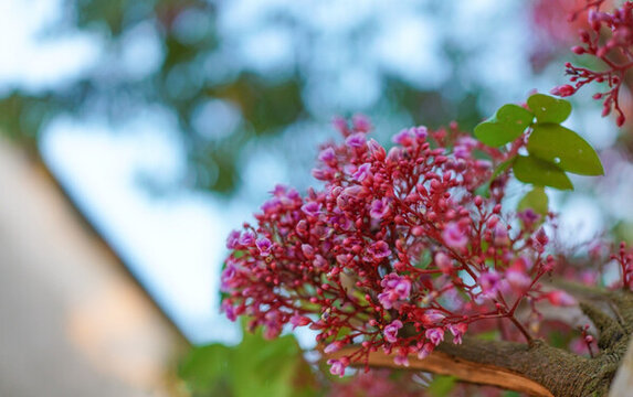 楊桃花