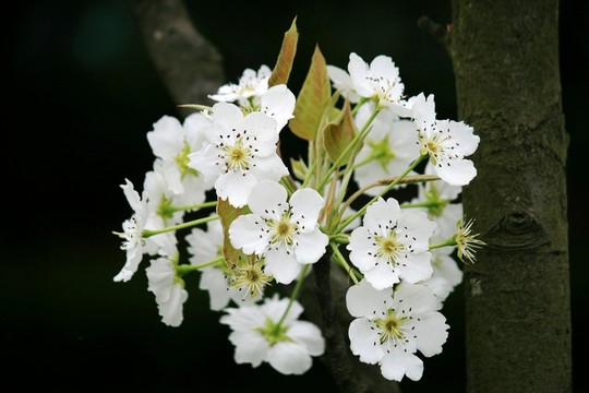 梨花