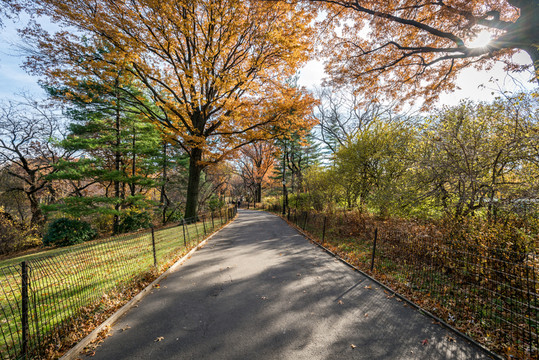 紐約中央公園自然風(fēng)景
