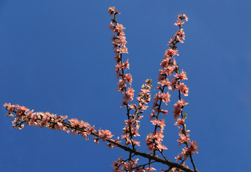 一只桃花