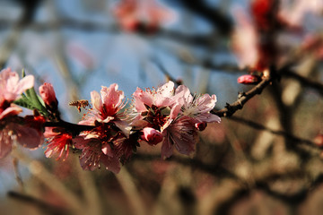 一只桃花