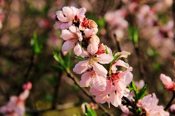 一只桃花