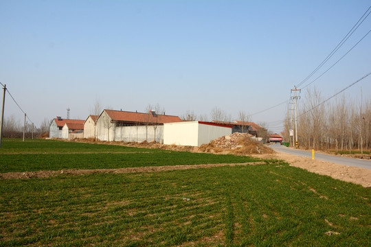 農(nóng)村麥田