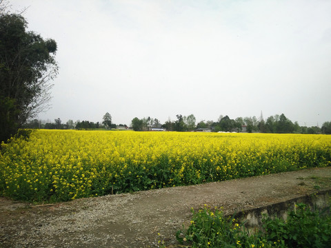 油菜花