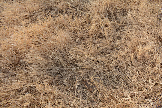 荒草