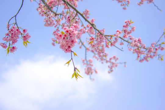 櫻花