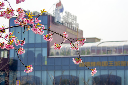 光明生態(tài)園櫻花