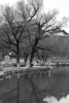 黑白風(fēng)景 園林柳樹