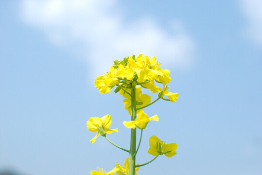 油菜花 春天花朵 開(kāi)化油菜