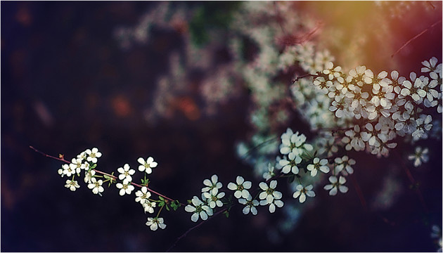 花花