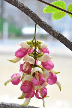 禾雀花開
