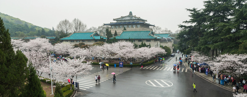 武漢大學(xué)櫻花