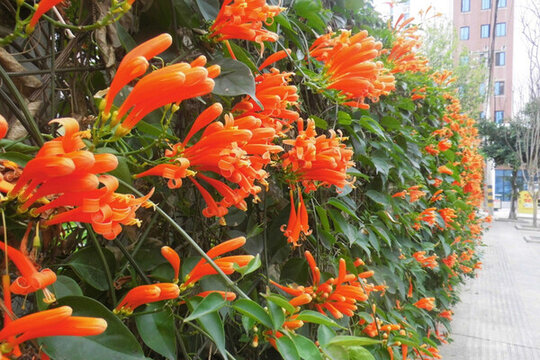鞭炮花