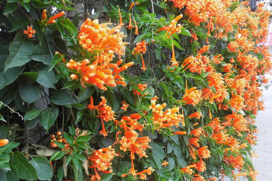 橘色鞭炮花