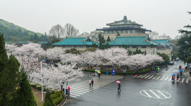 武漢大學(xué)櫻花