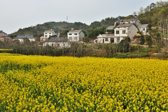 油菜花 油菜地 美麗鄉(xiāng)村 菜花