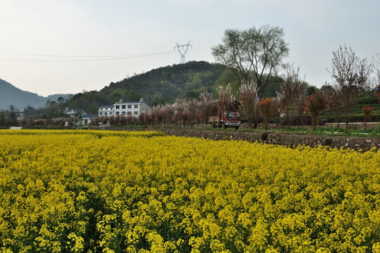 油菜花 油菜地 美麗鄉(xiāng)村