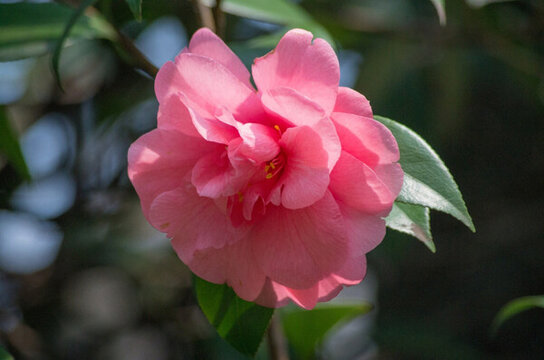 茶花