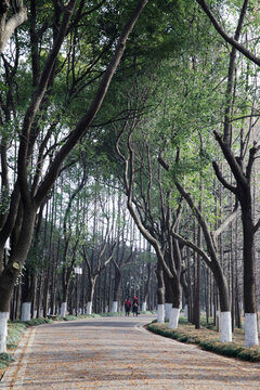尚湖公園樹林小路