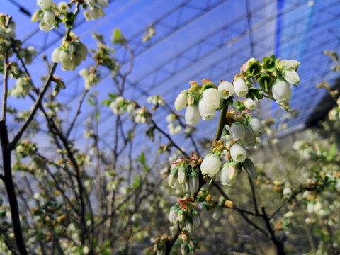 藍(lán)莓花