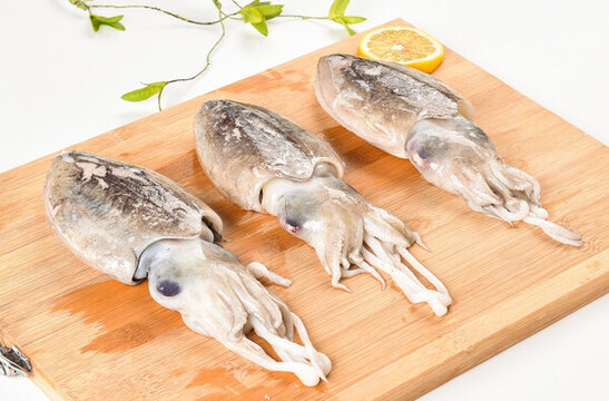 東海水產(chǎn)墨魚