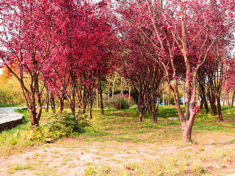 紅葉樹(shù)