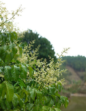 黃皮花