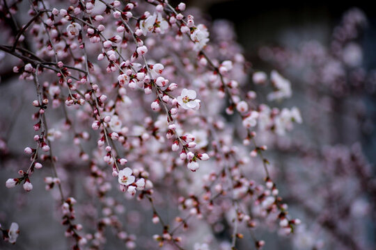 春天桃花開(kāi)