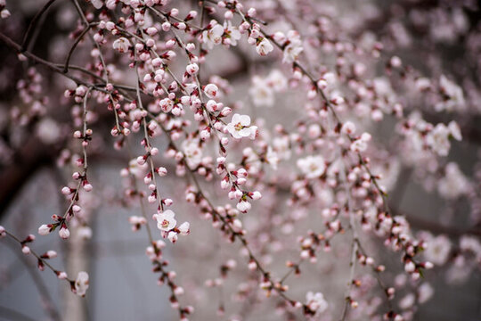 春天桃花開(kāi)