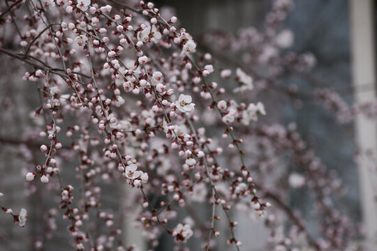 春天桃花開(kāi)