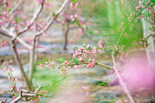 桃花