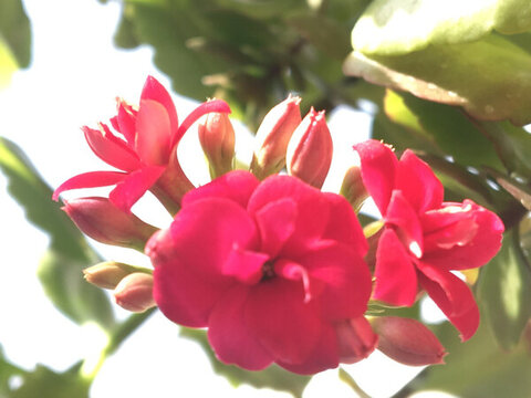 鮮花特寫(xiě)