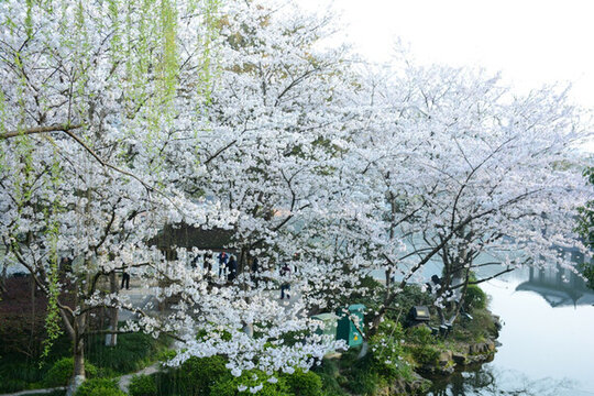 櫻花