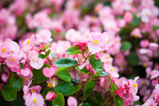 公園里盛開的花卉