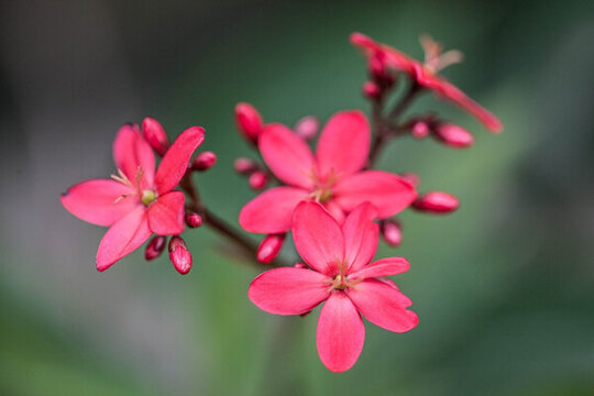 盛開(kāi)的珊瑚花