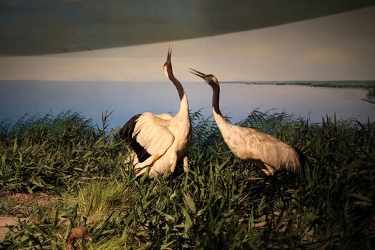 展廳 展覽 動物標本 飛禽